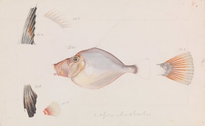 Silber-Dory, Cyttus australis von Arthur Bartholomew